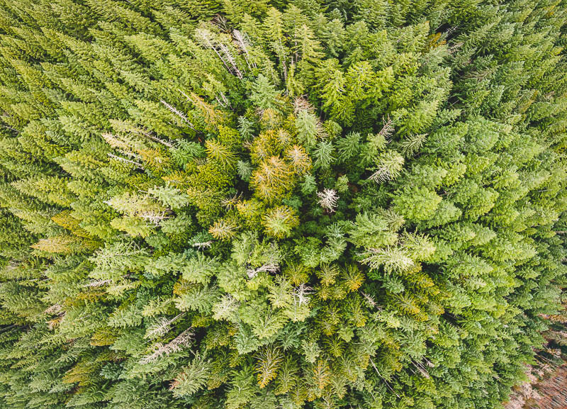 Overhead view of a forest