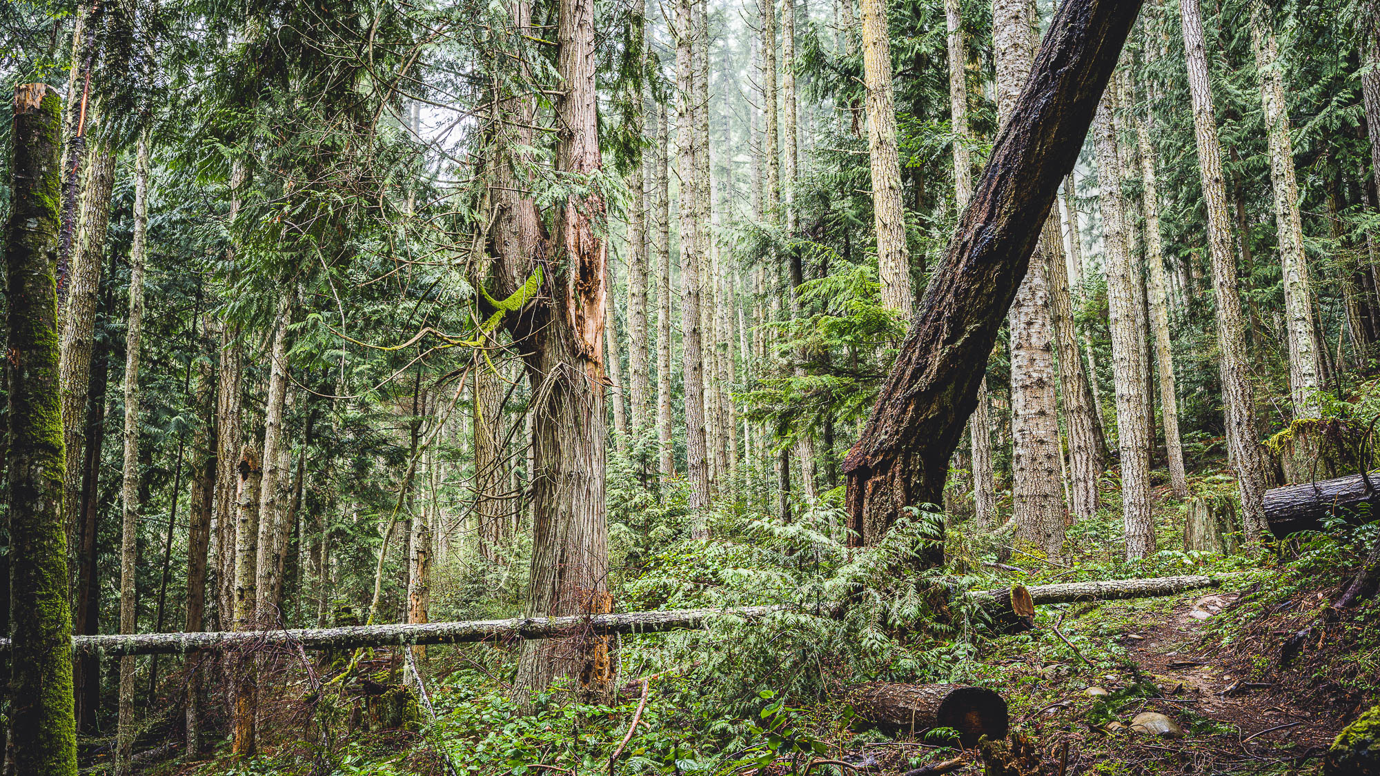 A complex legacy forest