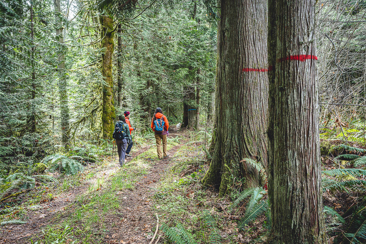 Hikers walk a trail with large trees marked with red stripes