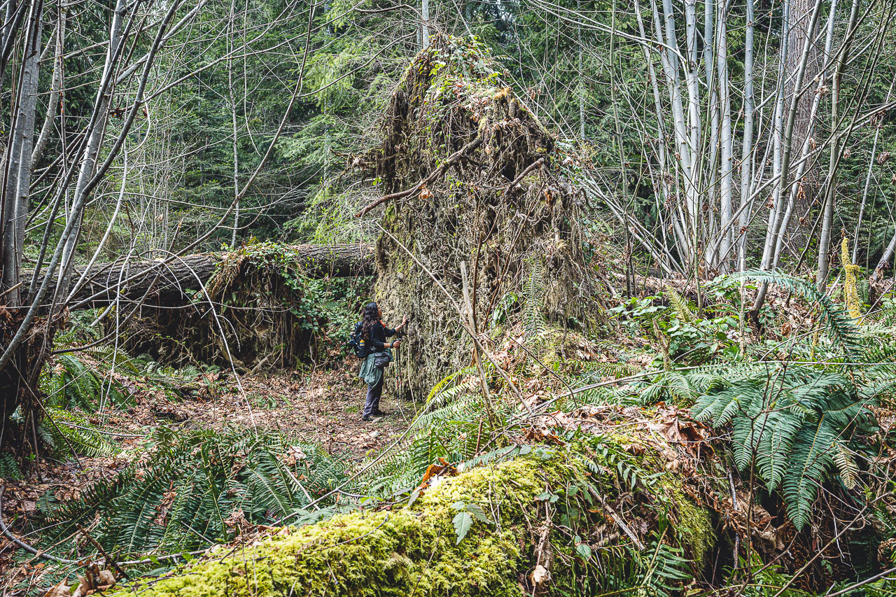 A woman looks up at the giant root structure of a fallen tree