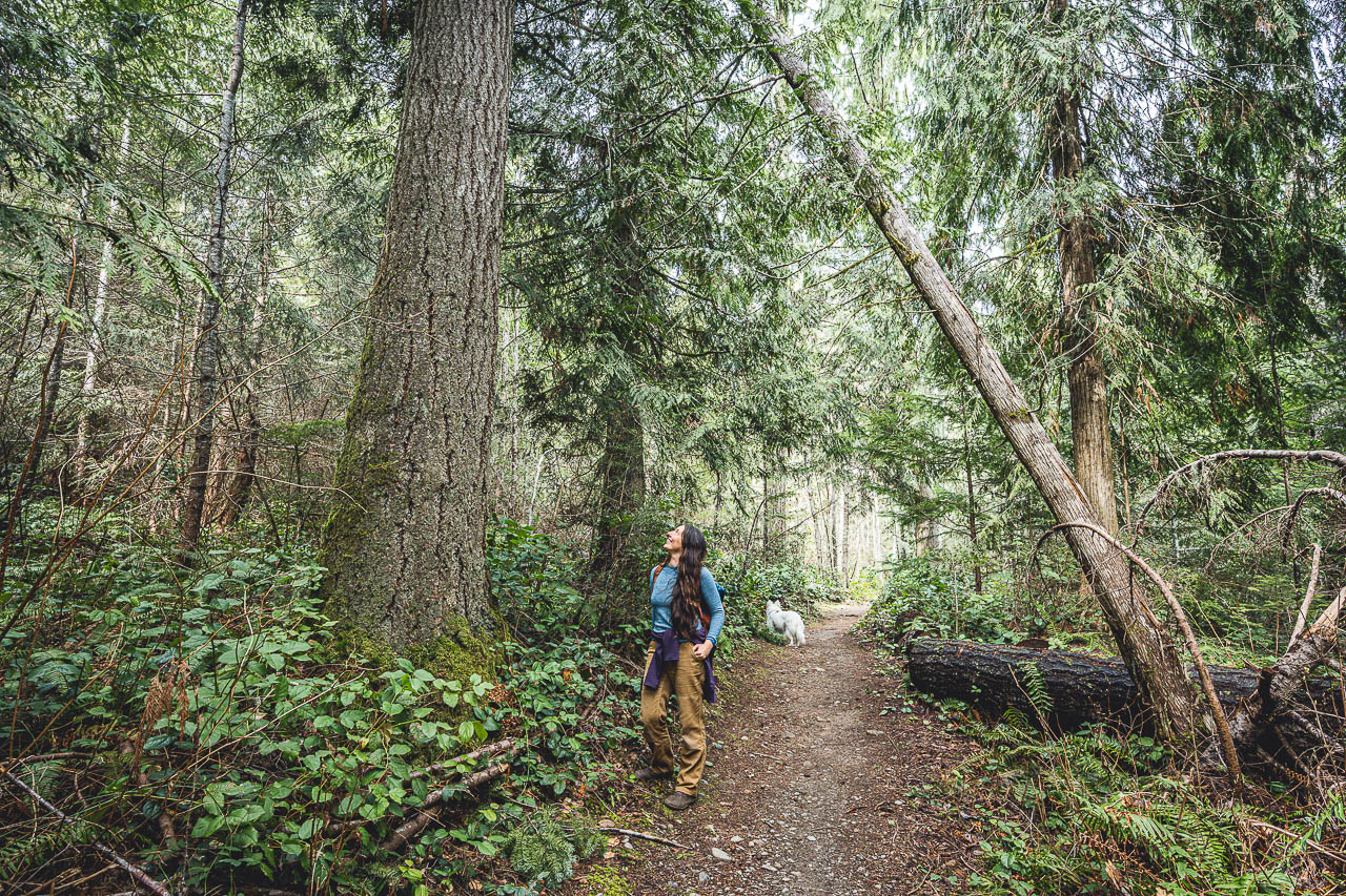 Large, beautiful trees along the Olympic Adventure Trail (OAT) will be cut down in the Power Plant timber sale