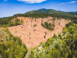 Elwha Legacy Forests - Elwha Legacy Forests