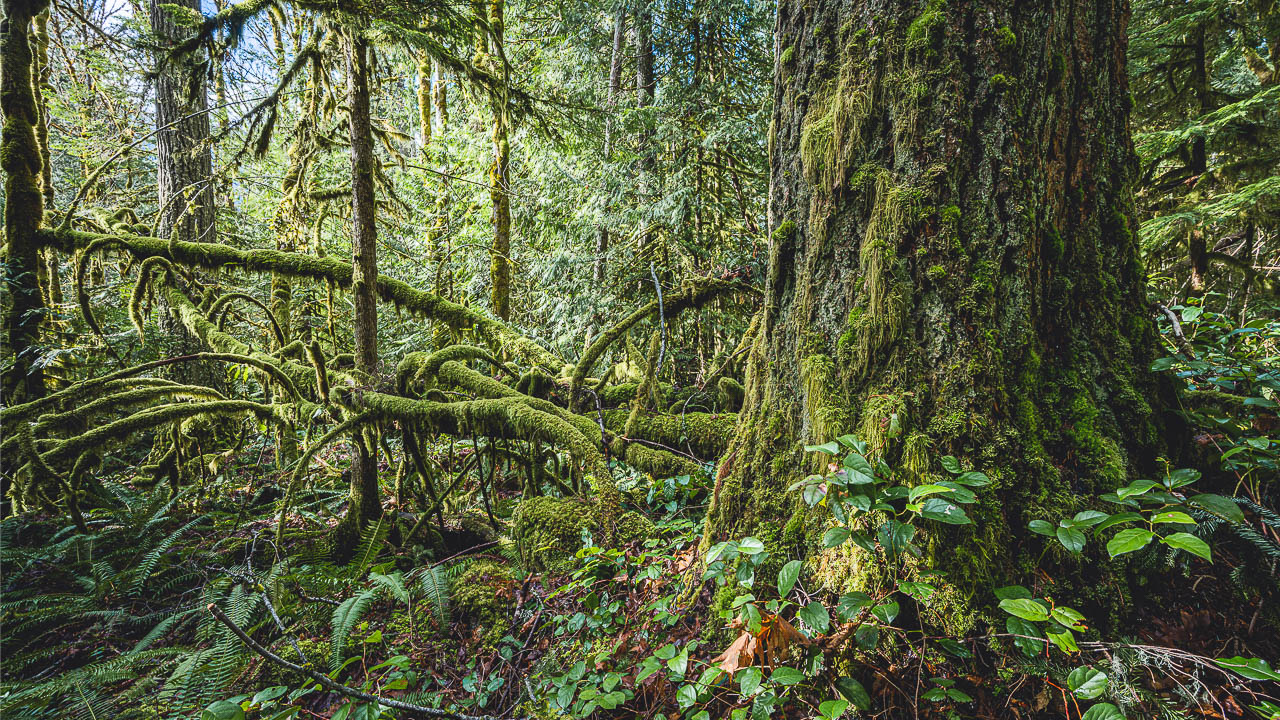 Elwha Legacy Forests