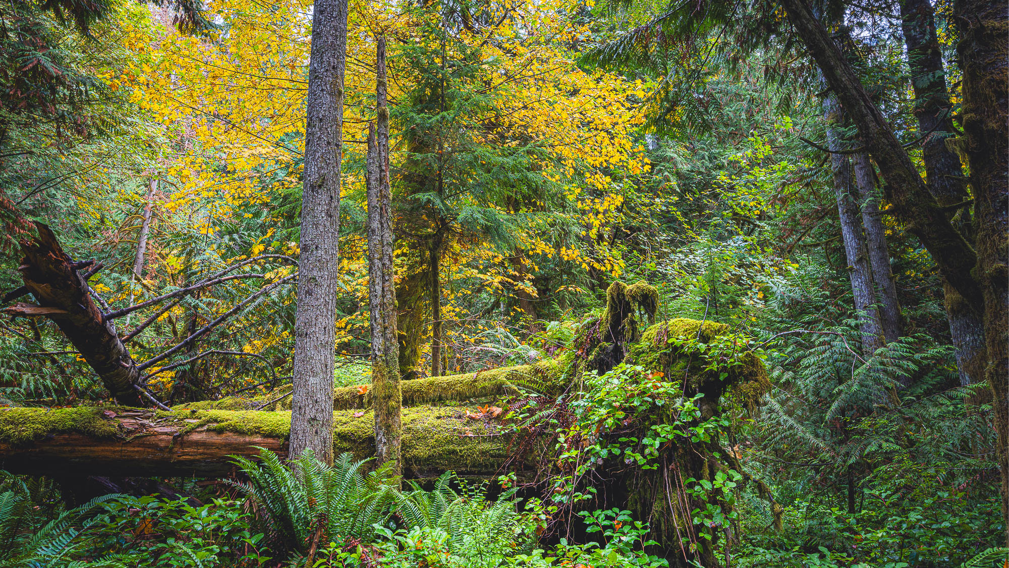 Alley Cat - Elwha Legacy Forests