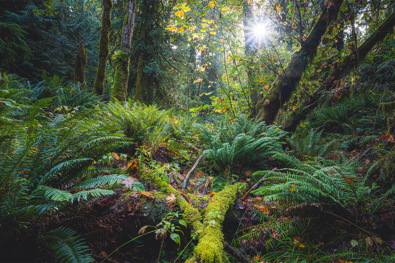 View of a lush temperate rainforest with sword ferns and moss covered trees.