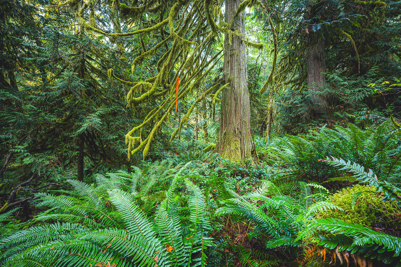 A field of sword ferns and a large western red cedar tree with orange flag denoting the path of a future logging road