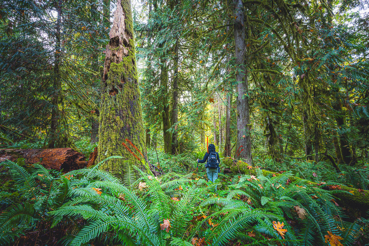 Lush temperate rainforest with orange marks denoting where they plan to create a logging road