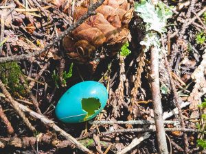 A cracked bright blue robin's egg on the forest floor in Power Station