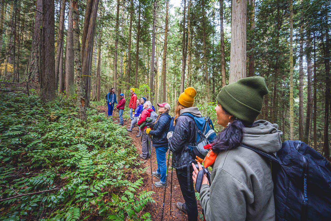 A group of hikers observing the mature Power Station forest