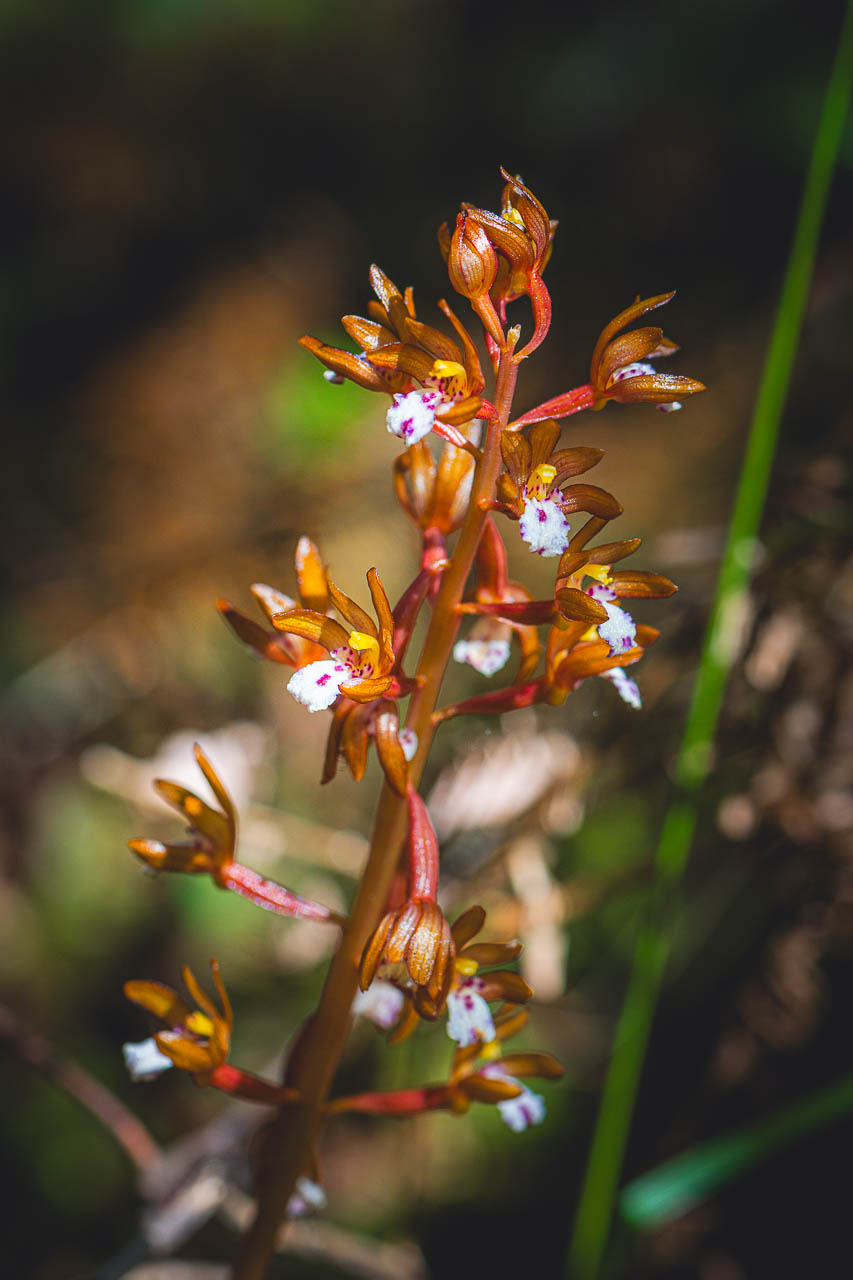 Spotted coralroot orchid in the Power Station forest