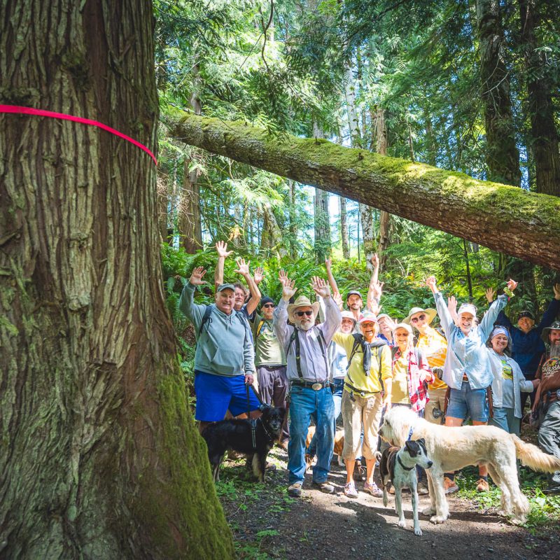 A group of people with arms raised in a lush temperate rainforest