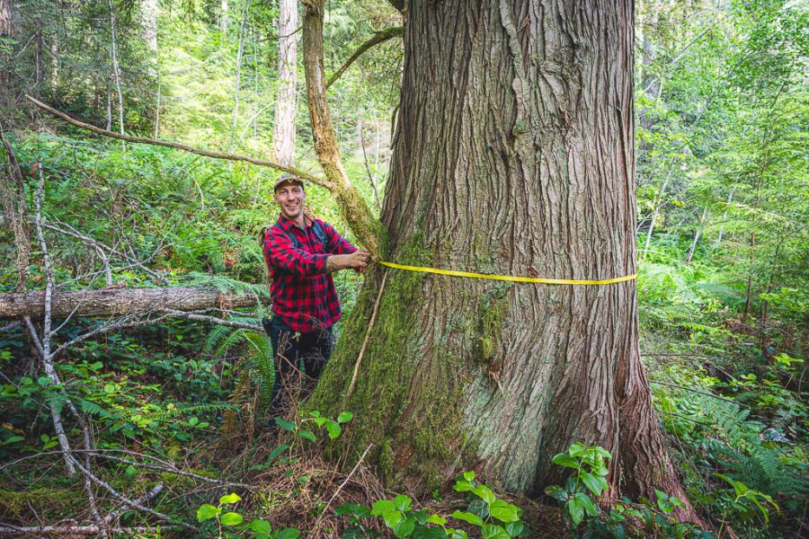 Tree Well Austin Tree Well - Elwha Legacy Forests